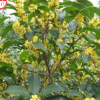 批发绿化 桂花树苗 八月桂 桂花苗 基地直销 四季桂 金桂 挑品种 单品主打