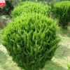 供应精品龙柏球 一年四季常青