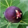 大量批发日本紫果 无花果苗 果特大 特丰产 抗寒性强 品种齐全