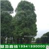 湖南基地供应80~100公分移栽大香樟树 多头香樟树价格优惠