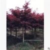 出售精品红枫盆栽 湖南苗木基地特价出售 树形优美 现货供应