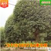 湖南桂花树 苗木造型绿化13公分精品八月桂冠幅饱满金桂 基地直销