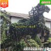 批发罗汉松 动物造型园林绿化工程用苗苗木庭院苗农种植 基地直销