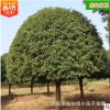 批发湖南桂花树 10至12公分精品丹桂桂花苗庭院绿化苗木 基地直销
