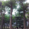 福建漳州供应凤凰木米径8--50公