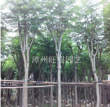 福建漳州供应蓝花楹5--15公分袋装苗