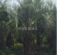 福建漳州供应布迪椰子30头颈~2米杆高