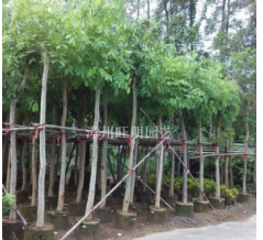 福建漳州供应腊肠树7---20公分