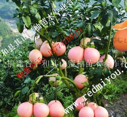 福建漳州平和三红蜜柚苗价格