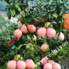 福建漳州平和三红蜜柚苗价格