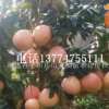 福建漳州福建三红柚子苗供应