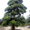 湖南造型罗汉松树 20cm公分罗汉松造型 长沙大量生产 价格低