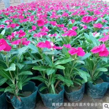 现货供应 观赏花卉 绿化植物 长春花 品种繁多 量大从优