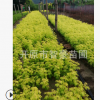 大量供应优质苗木金叶复叶槭扦插小苗规格齐全