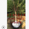 苗木基地直销王族海棠.光辉海棠.规格齐全长年批发