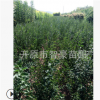 苗圃直销绿化苗木.小叶丁香.四季丁香.质量保证