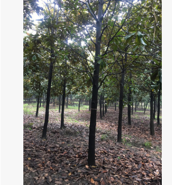 广玉兰树直销 绿化树木 7-25公分广玉兰苗 根系发达