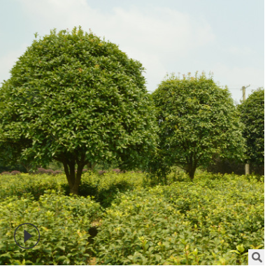 桂花树 桂花 园林景观 八月桂 月月桂 丹桂 苗木