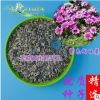 批发2018年新种子紫色向日葵观赏盆花切花庭院美化淳朴自然包邮