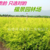 福建漳州大量供应黄金宝树