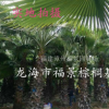 福建漳州福建华棕老人葵（华盛顿）基地
