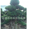 福建漳州福建榕树（小叶榕）基地