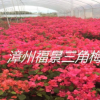 福建漳州福建四季红三角梅批发