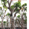 福建漳州福建芒果