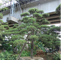 福建漳州龙柏造型