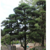 福建漳州龙柏造型