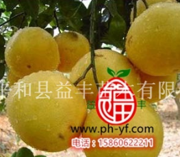 福建漳州葡萄柚苗|