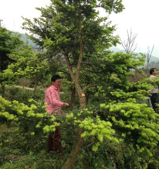 福建福州福建树王油杉江南油杉广东黄金杉福建杜松黄枝油杉