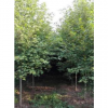 批发供应速生法桐小苗 法桐树 基地直销 规格齐全