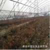 茂友园艺场蓝莓树苗 窦壳蓝莓树苗 红果蓝莓树苗
