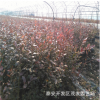 营养钵蓝梅苗价格 营养钵组培蓝梅苗基地