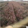 窦壳蓝莓树 红窦蓝莓树 种植蓝莓树季节