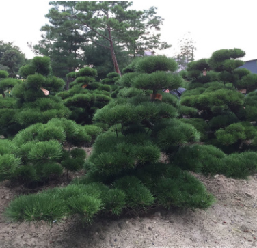 供应日本大中型进口造型原生盆景盆栽黑松白芽松别墅庭院景观松树