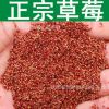正宗草莓 水果种子 四季草莓种子 草莓种子 蔬菜种子阳台家庭盆栽