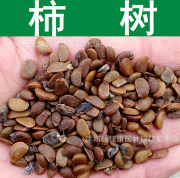 果树种子 新采柿树种子 柿子种子 柿子树 朱果 猴枣种子实景拍摄