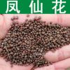 草花种子新采凤仙花种子金凤花种子染指甲花 急性子种子
