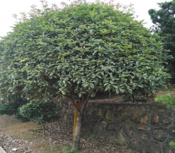 苗圃基地供应四季桂花小苗，桂花树，桂花球规格齐全欢迎实地考察