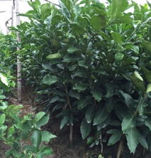 建漳州浙江三红蜜柚基地|平和三红蜜柚苗在浙江大量种植