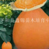 福建漳州贵州红肉蜜柚苗