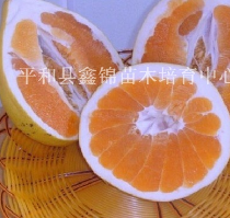 福建漳州广西红肉蜜柚苗