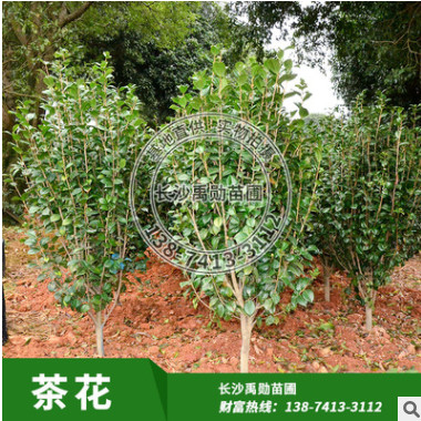 苗圃基地低价批发 湖南优质茶花 规格齐全 球形小茶花