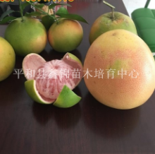 福建漳州湖南红肉蜜柚苗