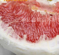 福建漳州重庆红肉蜜柚苗