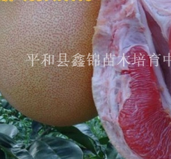 福建漳州四川红肉蜜柚苗