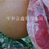 福建漳州四川红肉蜜柚苗