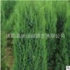 大量供应优质绿化苗木刺松小苗 绿化行道树龙柏 刺松苗 量大优惠